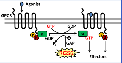 GPCR signaling