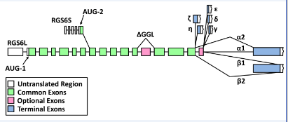 mRNA splicing