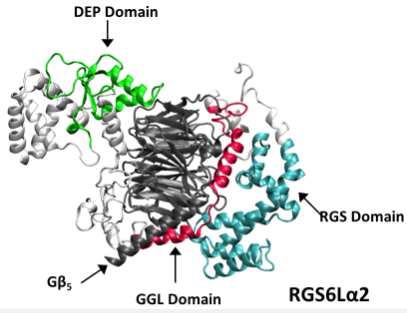 RGS6 protein model