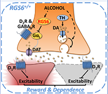 role of RGS6 figure